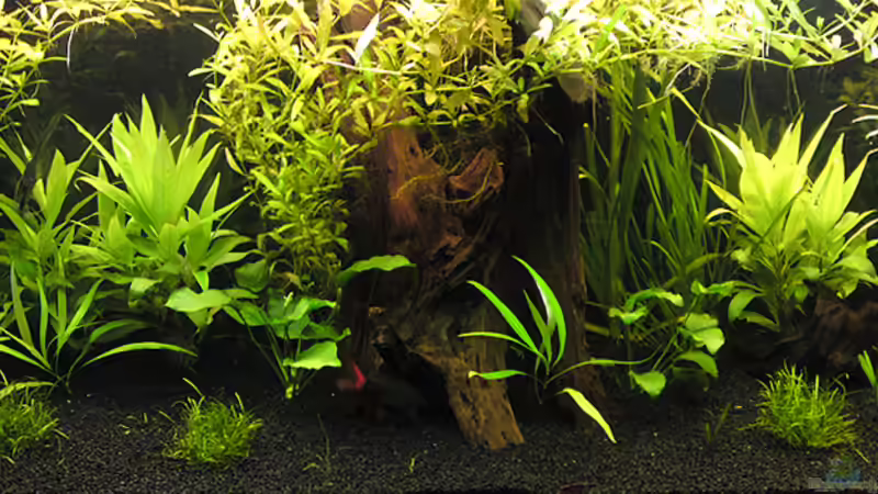 Becken am 07.08.2010 von Brownson (1)