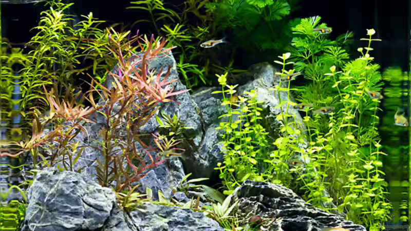 Becken am 08.01.2016 von Hans J (7)