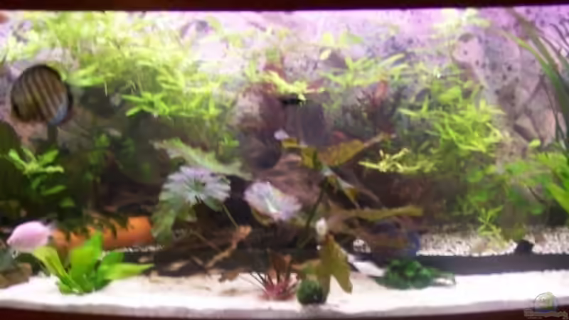 Becken am 08,02,2007 von Stefan Arenth (2)