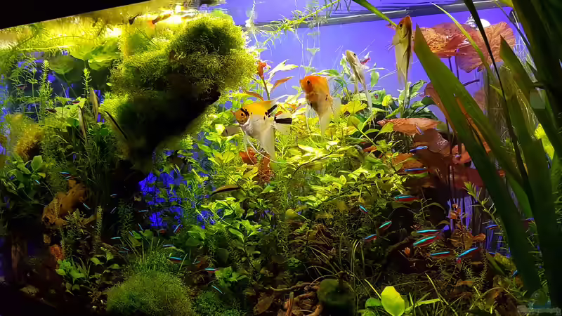 Becken am 08.06.2016 von Sebastian Hartmann (47)