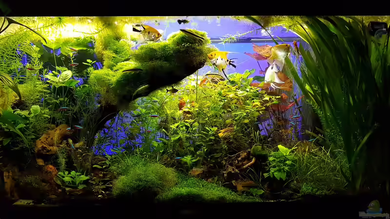 Becken am 08.06.2016 von Sebastian Hartmann (93)