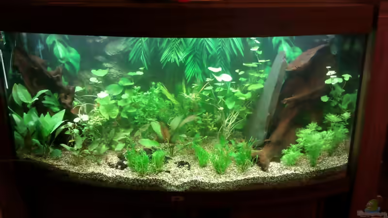 Becken am 08.12.11 kurz nach dem erstmaligem einrichten von Biffty (2)