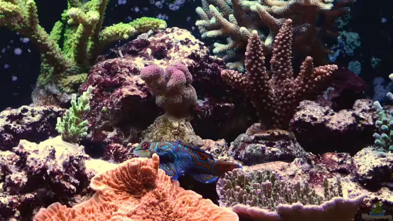 Becken am 09.08.14 von Brookshaw (2)