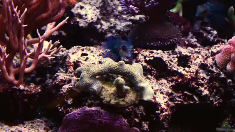 Becken am 09.08.14 von Brookshaw (48)