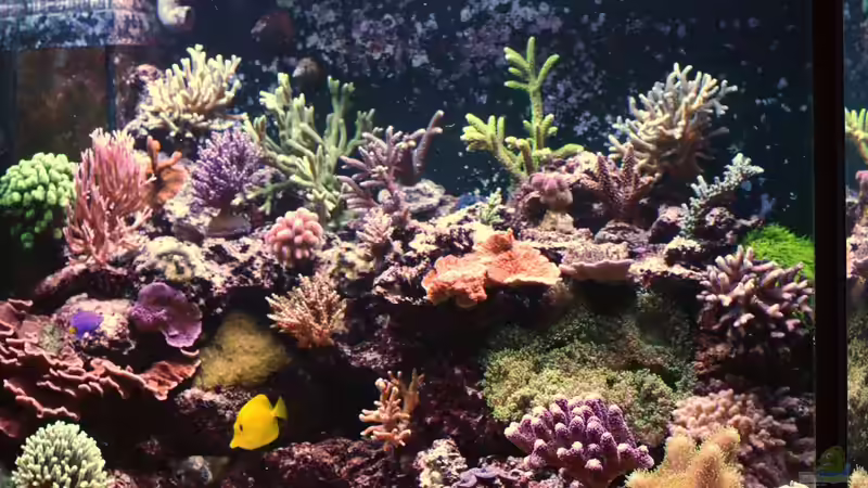 Becken am 09.08.14 von Brookshaw (5)