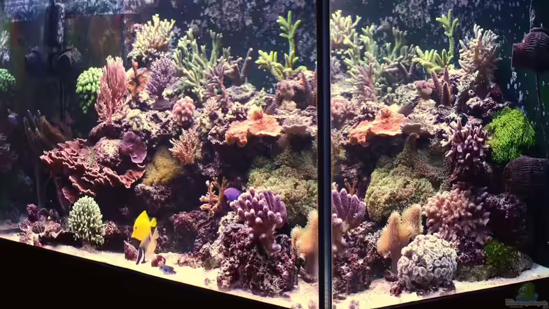 Becken am 09.08.14 von Brookshaw (6)