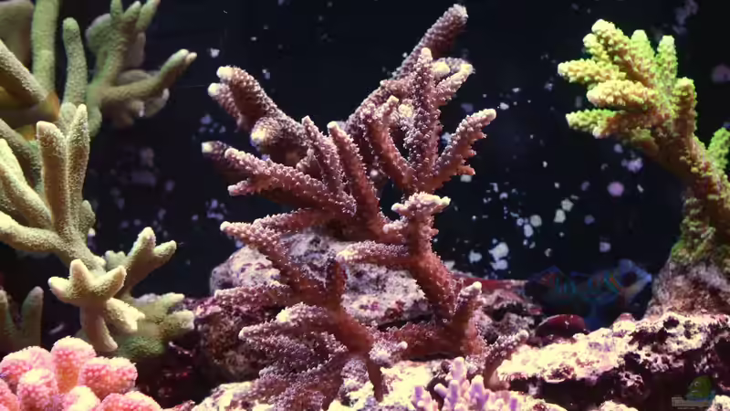 Becken am 09.08.14 von Brookshaw (7)