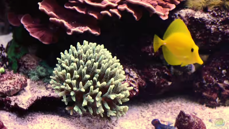 Becken am 09.08.14 von Brookshaw (8)