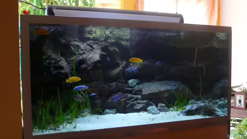 Becken am 1.06.08 von Hedylein (2)