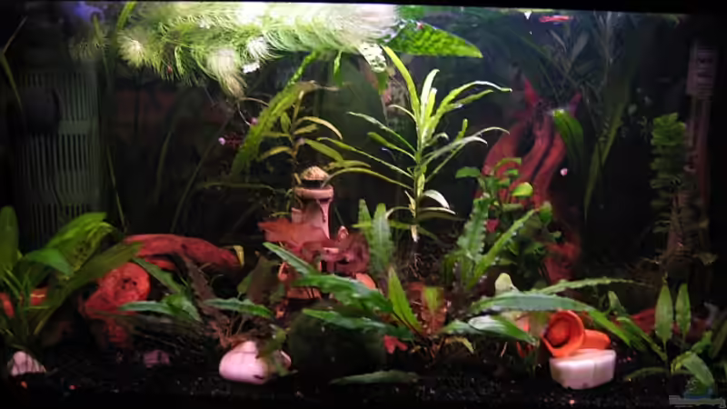 Becken am 1.11.09 von Jens Holzner (6)