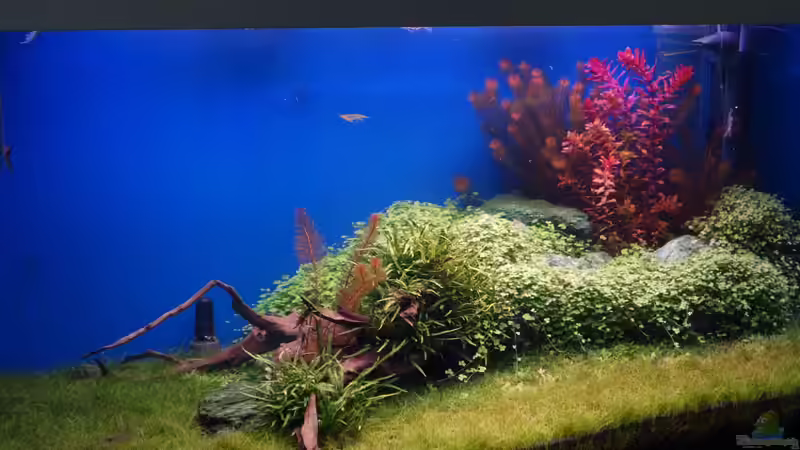 Becken am 10.05.2013 von flaschenbauer (13)