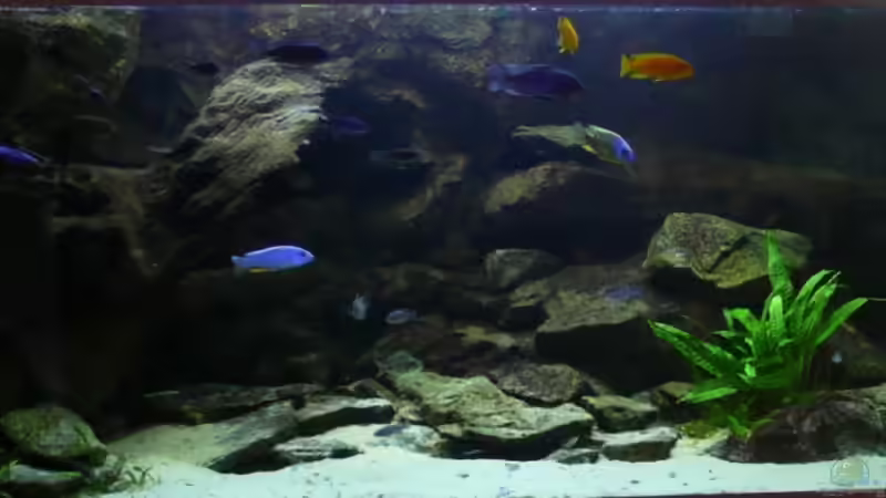 Becken am 10.09.08 von Hedylein (3)