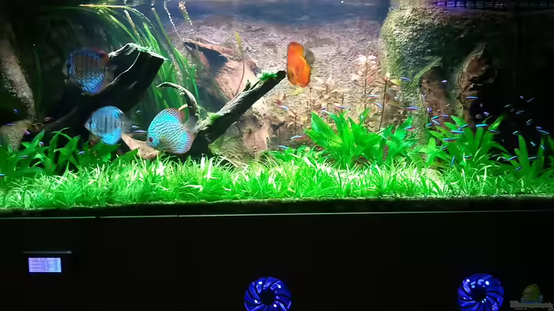 Becken am 11.09.2011 von Matoba (21)