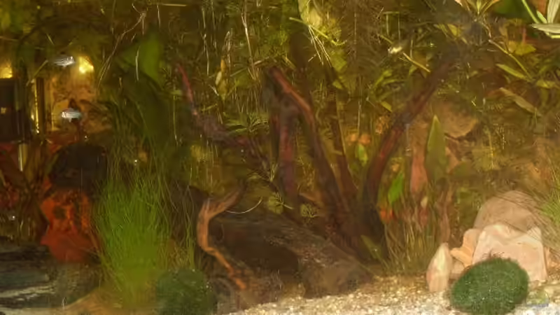 becken am 11.09 von lichterschein (5)