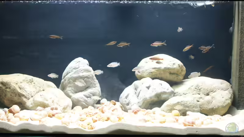 Becken am 11.11.2016 von Tom (1)