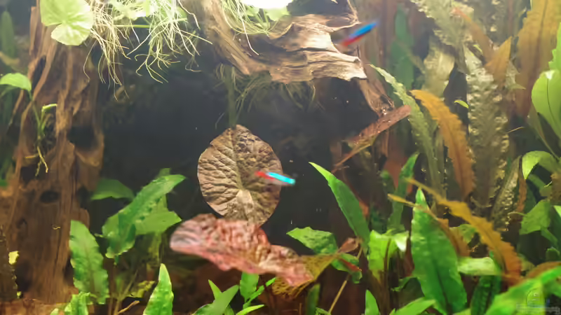 Becken am 12.02.2014 von Herr H. (3)