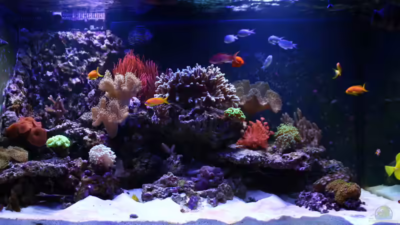 Becken am 13. Februar 2012 von Stephan Grün (3)