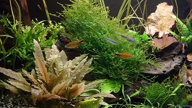 Becken am 13.01.09 linke Seite von Carsten Gutsche (8)