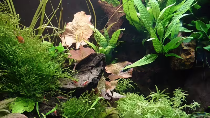 Becken am 13.01.09 rechte Seite von Carsten Gutsche (9)