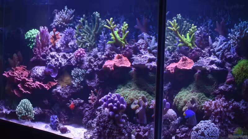 Becken am 13.07.2014 von Brookshaw (13)