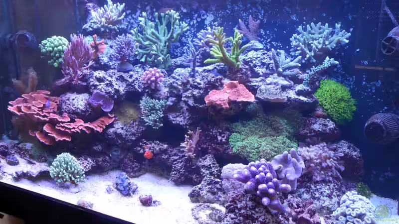 Becken am 13.07.2014 von Brookshaw (15)