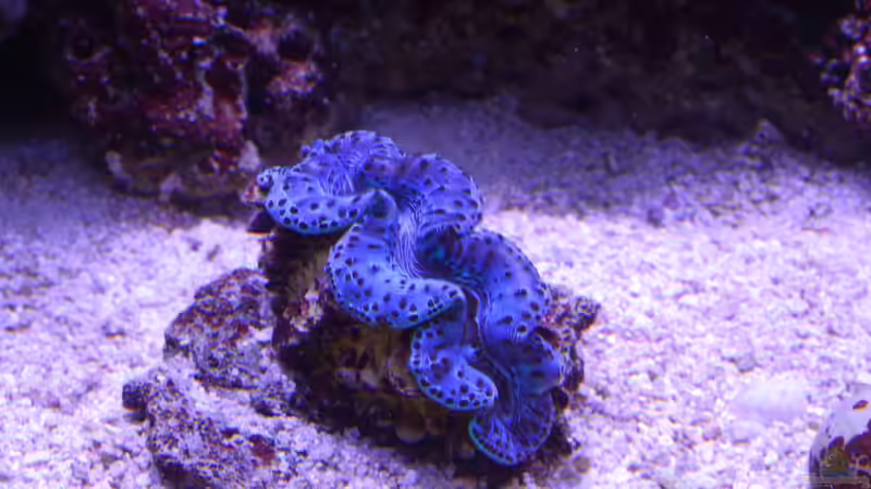 Becken am 13.07.2014 von Brookshaw (17)