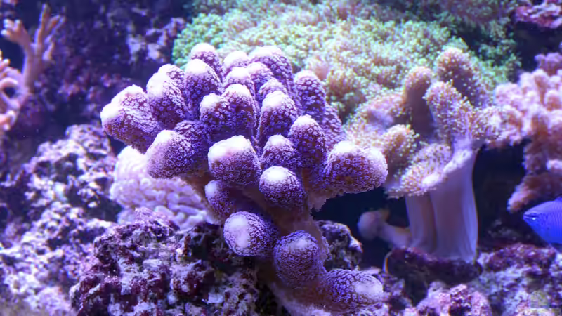 Becken am 13.07.2014 von Brookshaw (18)