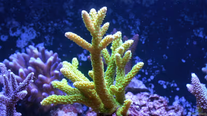 Becken am 13.07.2014 von Brookshaw (19)