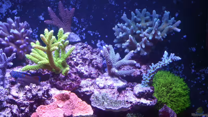 Becken am 13.07.2014 von Brookshaw (20)