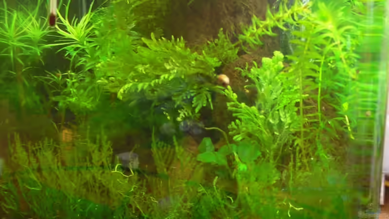 becken am 13.3.2011 von Max Wolf (2)