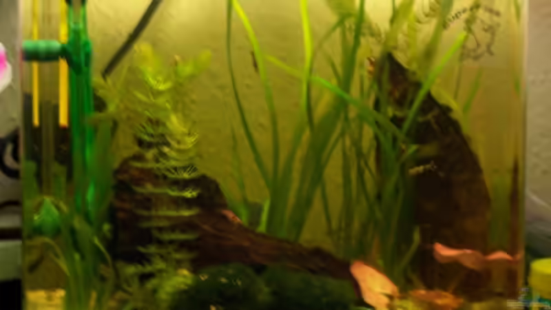 Becken am 14.02.2008 von Stefan Arenth (6)