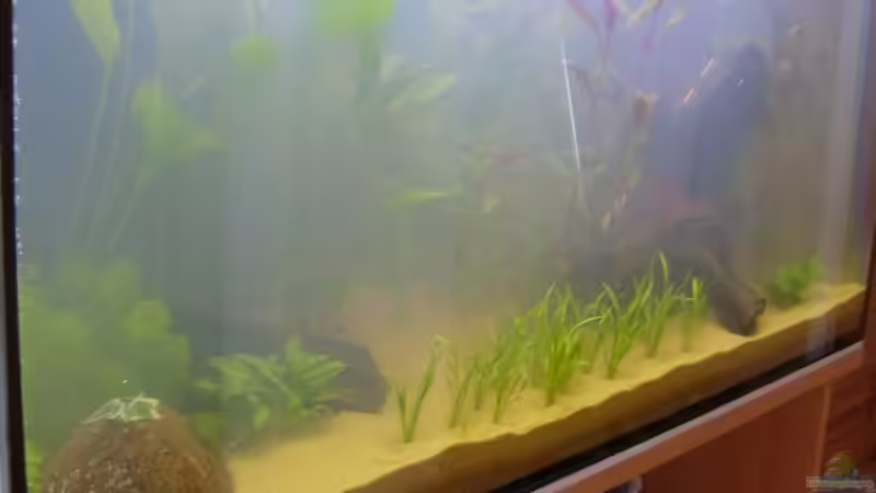 Becken am 14.05.2008 von Domi (4)