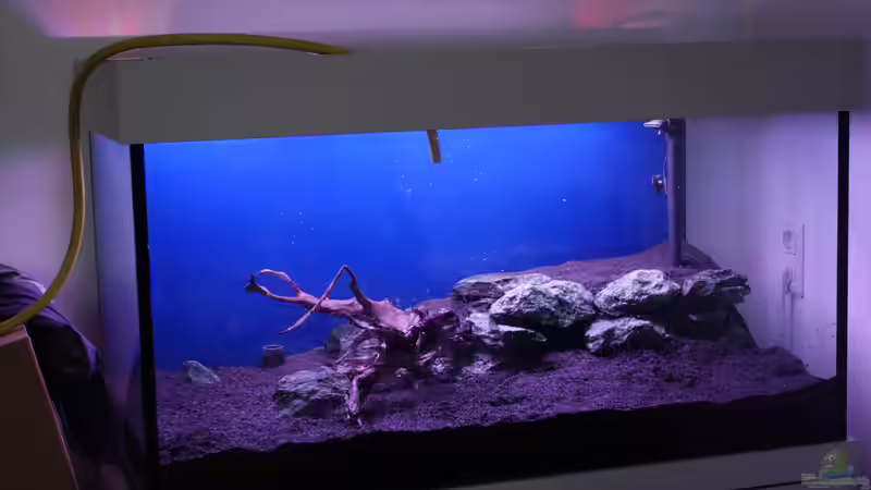 Becken am 15.02.2013 I von flaschenbauer (4)