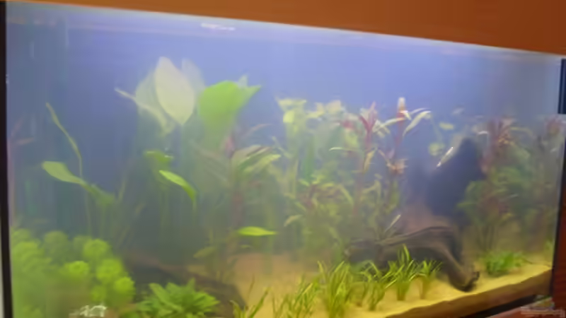 Becken am (15.05.2008) von Domi (6)