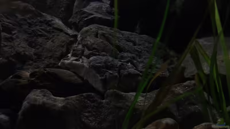 Becken am 15.05.2013 von Trooper (22)