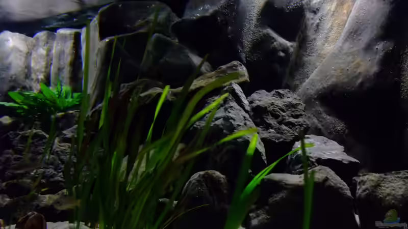 Becken am 15.05.2013 von Trooper (23)