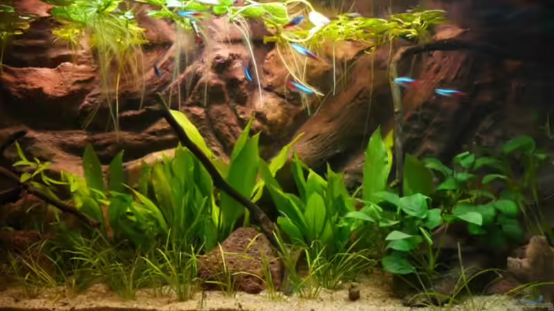 Becken am 16. Februar 2009 von Andreas Fuchs (2)