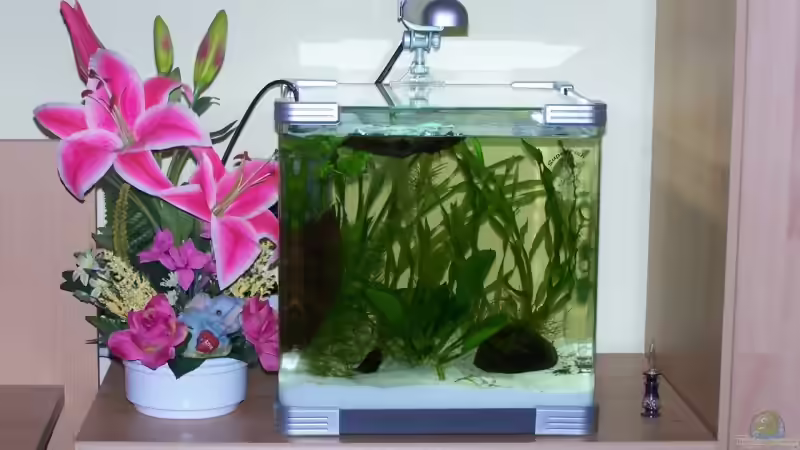 Becken am 16.06.2007 von Stefan Arenth (2)