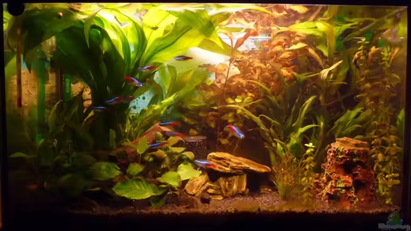 Becken am 16.07.2010 von Noreia (11)