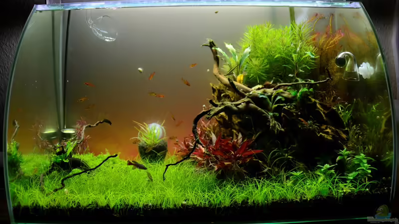 Becken am 18.01.2017 von Rotkopfsalmler (1)