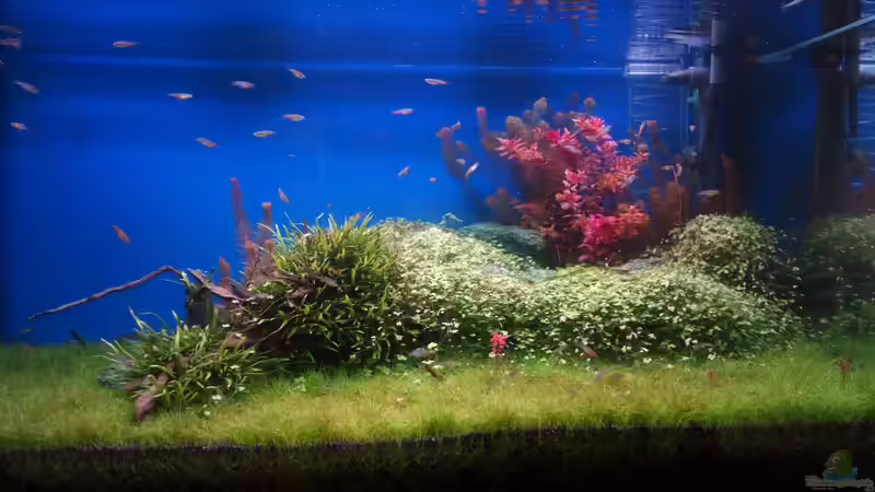 Becken am 18.06.2013 von flaschenbauer (14)