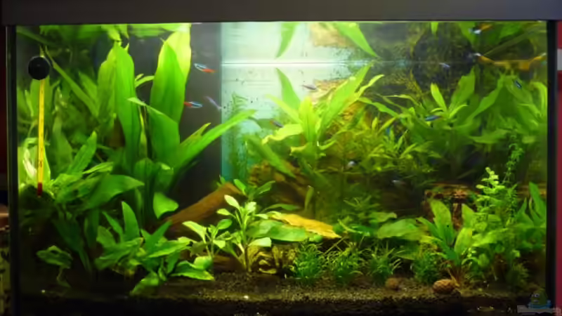 Becken am 19.02.10 nach Beleuchtungssoptimierung von Noreia (14)