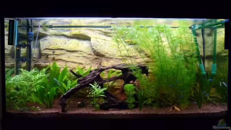 Becken am 19.12.2008 von Helmut Stallhofer (2)