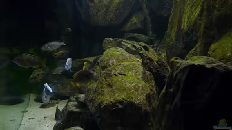 Becken am 20.04.09 von Zigermandli (7)