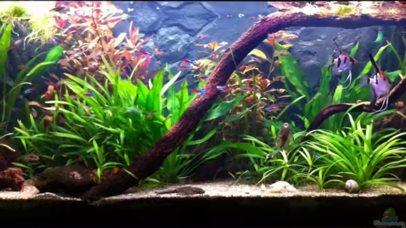 Becken am 21.03.2011 von Sebastian Philipp (5)