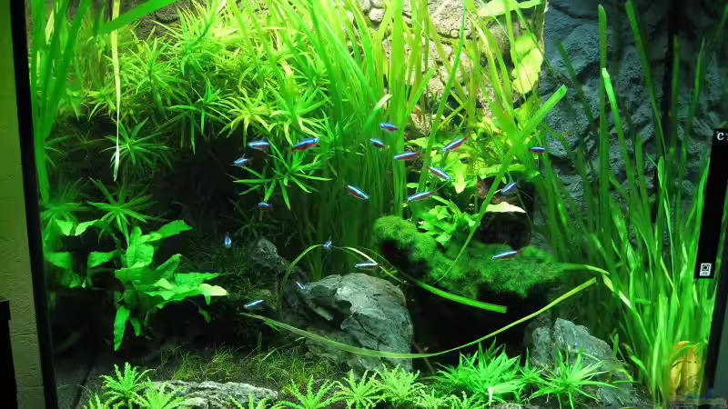 Becken am 21.03.2011 von Sergio10 (25)