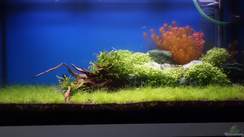 Becken am 21.03.2013 von flaschenbauer (9)