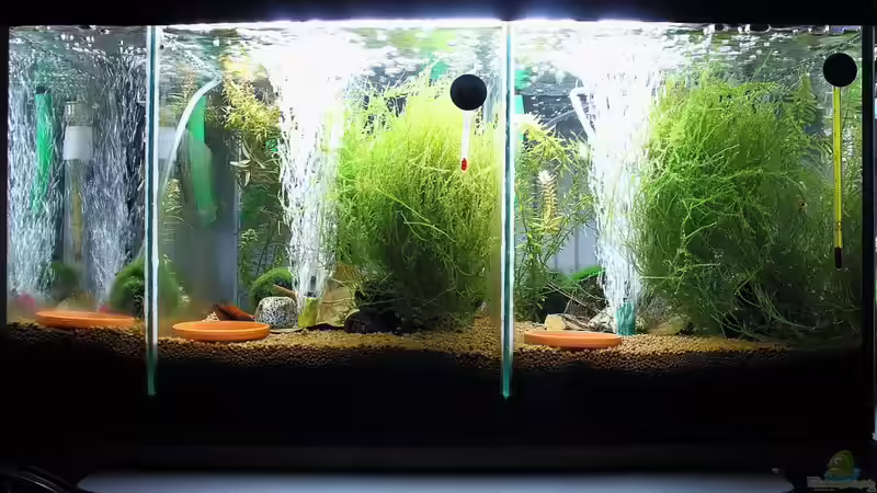 Becken am 21.08.2011 von Micha (2)