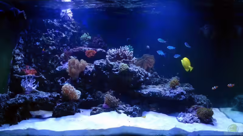 Becken am 22. August 2011 von Stephan Grün (5)