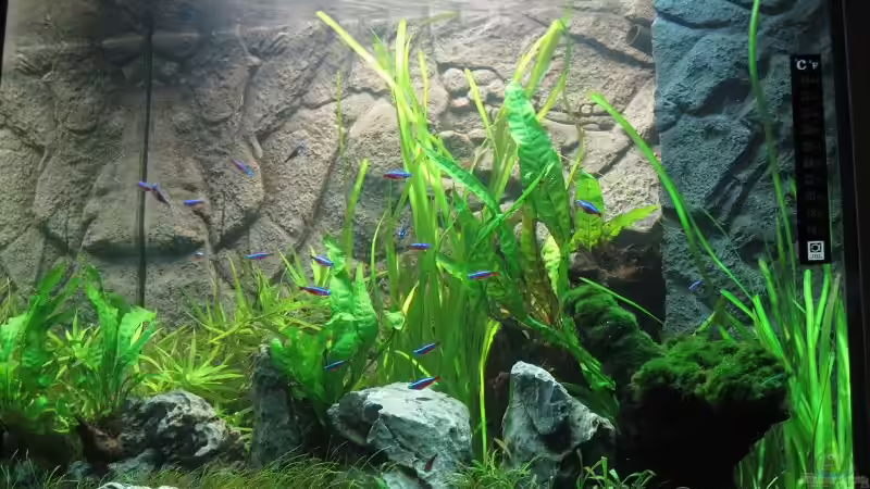 Becken am 22.01.2011 von Sergio10 (21)